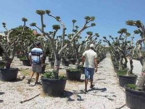 Balıkesir’de Zeytin Ağaçları Süs Bitkisi Oldu