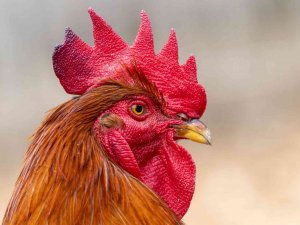 Almanya’da Günde Yaklaşık 200 Kere Öten Horoz Mahkemeye Verildi
