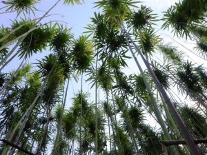 Türkiye’nin İlk Tescilli Kenevirleri ’Vezir’ Ve ’Narlı’da Hasat Zamanı Yaklaşıyor