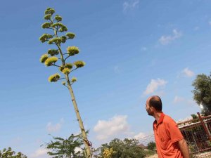 Agave Bitkisi 30 Yıl Sonra Çiçek Açtı