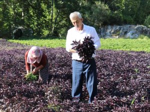 Mor Reyhanda Hasat Zamanı