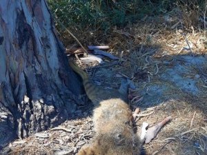 Nesli Tehlike Altında Olan ’Saz Kedisi’ Ölü Olarak Bulundu
