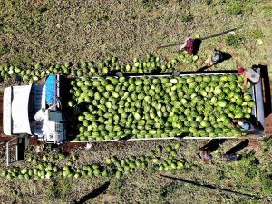 Erzincan’da Hasat Dönemi