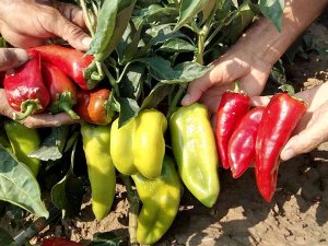 Pamukkale Ovasında Çiftçinin Yeni Umudu Salçalık Biber Oldu