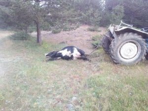Elektrikli Telin Çarptığı Telef Oldu