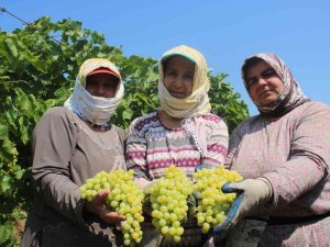 Çiftçiler Üzüm Taban Fiyatının Açıklanmasını Dört Gözle Bekliyor