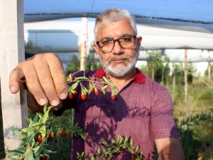 Sivas’ta İlk Kez Denedi, Umutları Büyüktü Ama Kuşları Hesap Edemedi