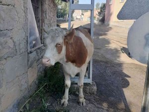 Bayburt’ta Garip Olay İnek Elektrik Direğinin Arasında Sıkıştı