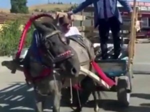 Chp Milletvekili Tanal, Arabacıdan ’Ak Partiliyim’ Cevabını Alınca At Arabasından İndi