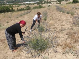 Antalya’da Çorak Topraklar Lavanta İle Mora Büründü