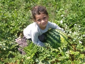 Sarıgöl’de Kavun Karpuz Bereketi