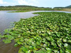 Süleymanlı Yayla Gölü’nde Nilüfer Şöleni