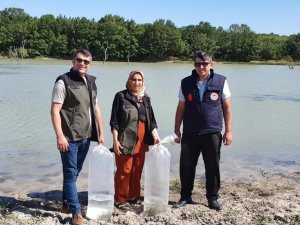 7 Bin Adet Yavru Sazan Göletlere Bırakıldı
