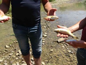Yüksekova’da Korkutan Balık Ölümleri