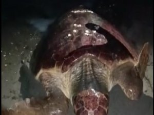 Yumurtlamaya Gelen Caretta Carettayı Böyle Kaçırdılar