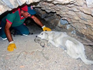 Anne Köpek Yavrularını Terk Etmedi