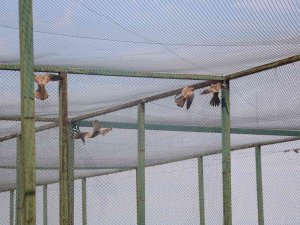 Afyonkarahisar’da 14 Kerkenez Doğaya Salındı