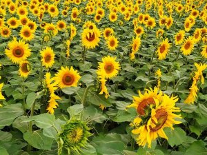 Çorum’da Ayçiçeği Üretiminde Rekor Rekolte Bekleniyor