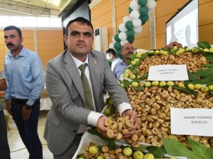 Nazilli’de Sezonun İlk Kuru İnciri Kilosu 400 Tl’den Satıldı