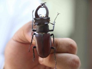 Yanan Ormanlık Alanlardan 60 Yıldır Toplanan Böcekler Bu Müzede Sergileniyor