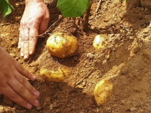 Samsun’da Patates Üretimi Artıyor