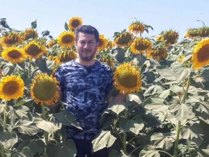 Ayçiçeği Ve Şeker Pancarı Rekoltesi Tahminlerin Üzerinde Seyrediyor