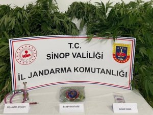 Sinop’ta Uyuşturucu Operasyonunda 63 Kök Kenevir Ele Geçirildi