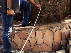 Adıyaman’daki 270 Yıllık Anıt Ağaca Zarar Verenler Hakkında Suç Duyurusu