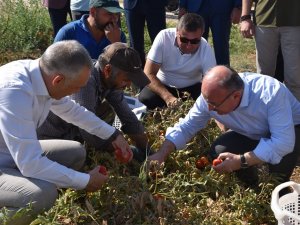 Vali Karadeniz, Domates Ve Tütün Hasadına Katıldı