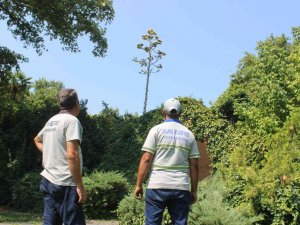Manisa’da ’Agave’ Şaşkınlığı