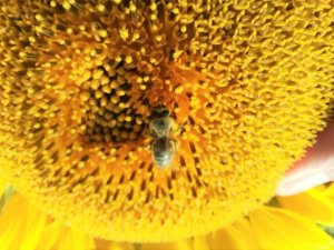 Özel Yetiştirilen Arılar Görev Başında