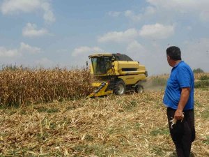 Çukurova’da Mısır Hasadı Başladı