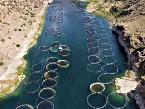 Denizi Olmayan Elazığ Balık İhracatından 29 Milyon Dolar Gelir Elde Etti, Hedef 50 Milyon Dolar