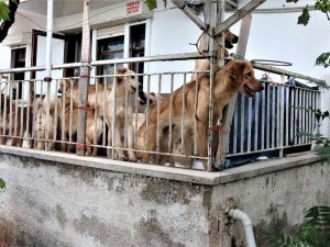 İ̇hbar Üzerine Adrese Gelen Hayvanseverleri Şok Eden Görüntü