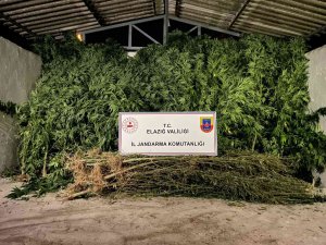 Elazığ’da 68 Kök Kenevir Ve 25 Kilogram Kubar Esrar Ele Geçirildi