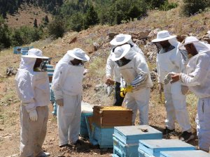Arıcıların Bal Mesaisi Başladı