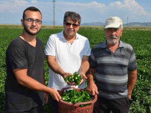 Biber Eken 13 Kat Fazla Kazanıyor