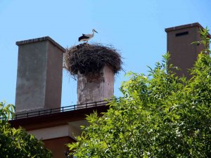 54 Yıllık Komşuluk, Leylekler Mahalle Sakini Oldu
