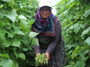 Ünlü ’Pazaryeri Boncuğu’ Fasulyesinin Hasadına Başlandı