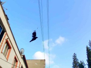 Bursa’da Elektrik Tellerine Asılı Kalan Karga Böyle Kurtarıldı