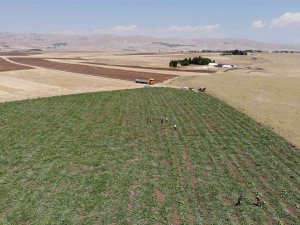 Muş’ta Yılın İlk Karpuz Hasadı Yapıldı