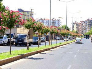 Diyarbakır’da Caddelere 2 Bin Oya Ağacı Dikildi