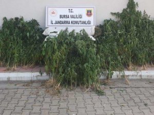 Jandarma Zehir Tacirlerine Göz Açtırmadı