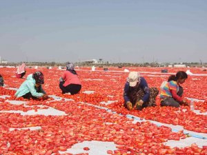 Diyarbakır Valisi Su, “2021 Yılı İçerisinde 127 Bin 414 Dekarda 376 Bin 746 Ton Sebze Üretimini Gerçekleştirdik”