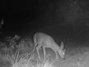 Yaban Hayatı Fotokapanlara Yansıdı