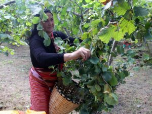 Fındıkta Randıman Ve Kalite İçin Hasat Uyarısı