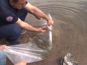 İ̇stanbul İ̇l Tarım Ve Orman Müdürü Karaca: “2 Milyon 24 Bin Adet Sazan Balığını İç Sularımızla Buluşturduk”