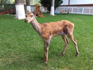 Bolu’da Aracın Çarptığı Yavru Alageyik Tedavi Edilerek Doğaya Salındı