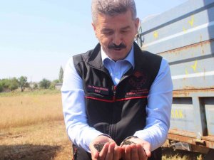 Çörek Otu Tohumu İhracatı Uşak’a 1 Milyon Dolar Kazandırdı