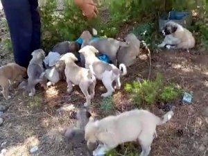 Ormana Bırakılan Yavru Köpekler Tepki Çekti